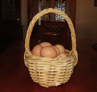 FAQ about Raising Chickens 0a71505a6397c13 FAQ about Raising Chickens