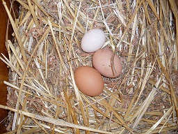 Chicken Feed 0f0f2459641cf57 Chicken Feed