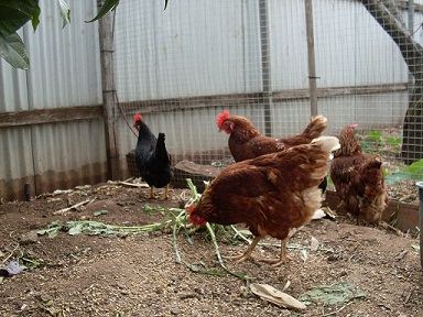 Chicken Feed 23e5d1abeafce62 Chicken Feed