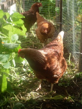 Raising Chickens For Eggs
