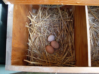 FAQ about Raising Chickens 6f04f1c49058a3e FAQ about Raising Chickens