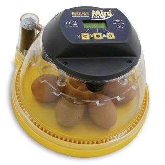 Incubators 74257b87a203e83 Incubators