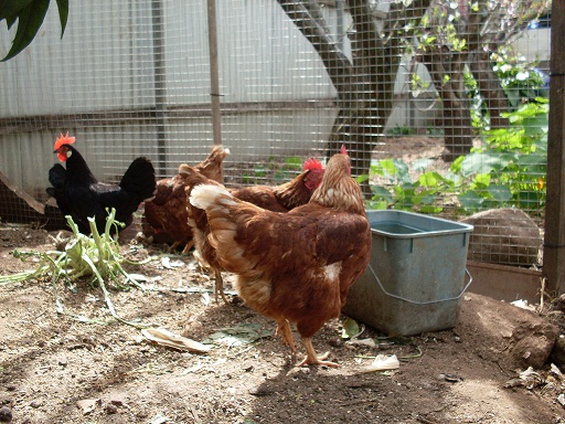 FAQ about Raising Chickens b8a1fed1cd10a81 FAQ about Raising Chickens