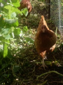 Raising Chickens ba610ae5e43b105 Raising Chickens