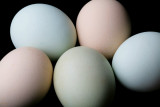 FAQ about Raising Chickens e851c80e9e5d251 FAQ about Raising Chickens