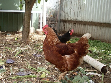 FAQ about Raising Chickens f7c6e97834caa6f FAQ about Raising Chickens